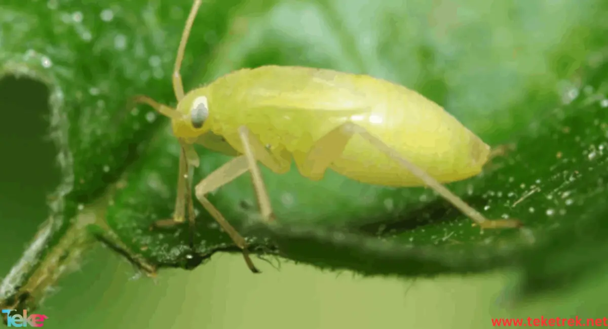 aphid