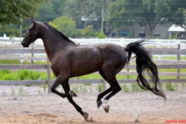 american saddle horse