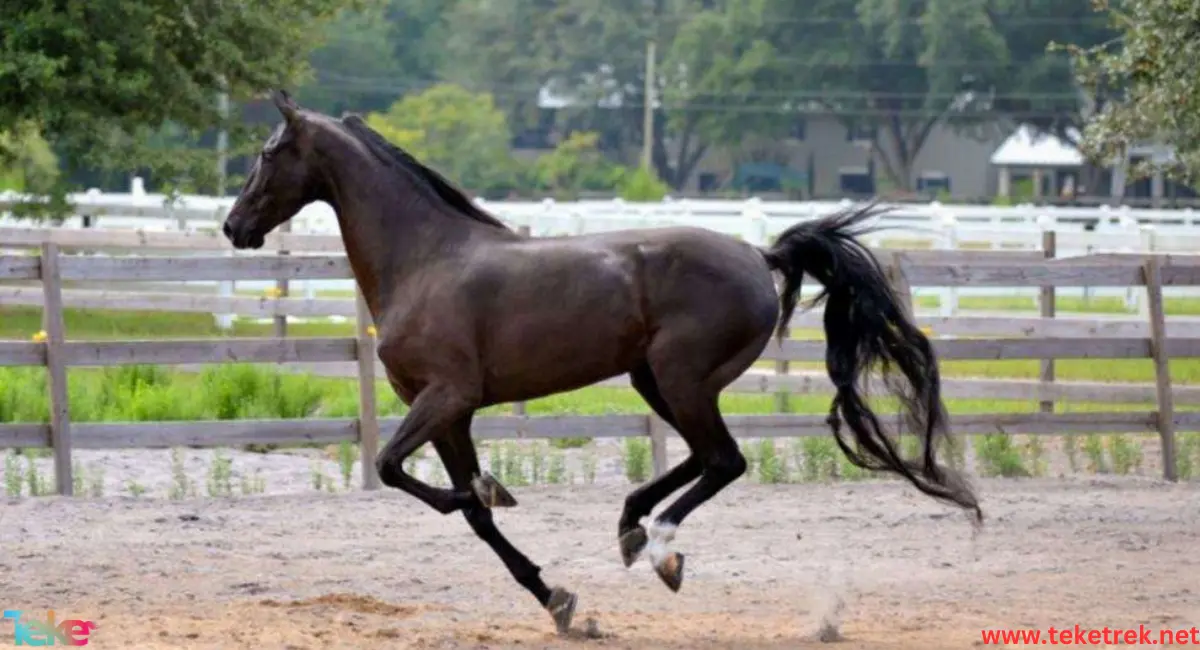 american saddle horse