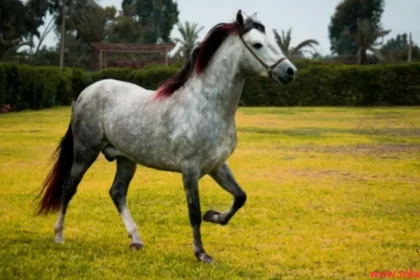 paso fino horse