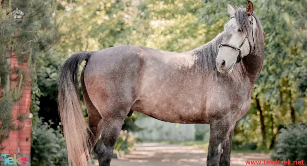 Hanover horse