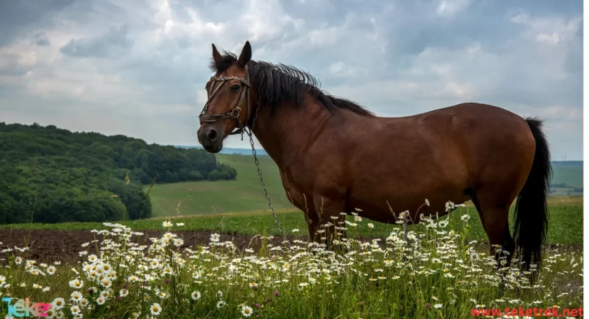 Hanover horse