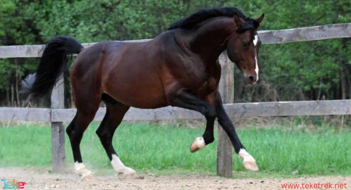 Hanover horse