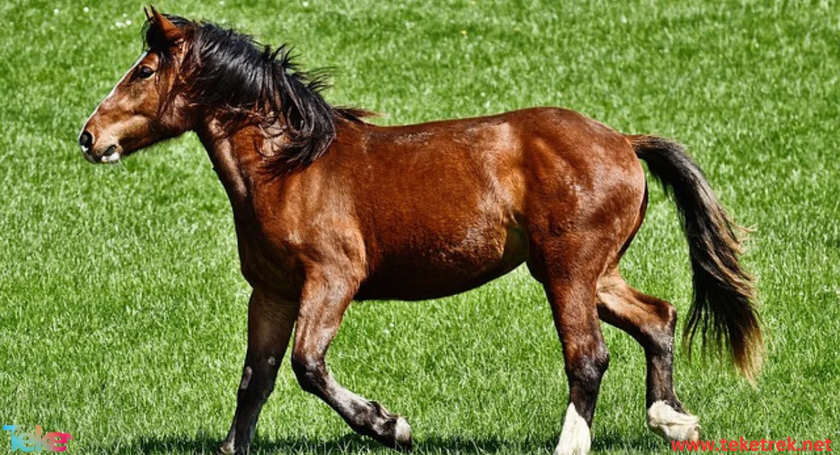 Holstein horse