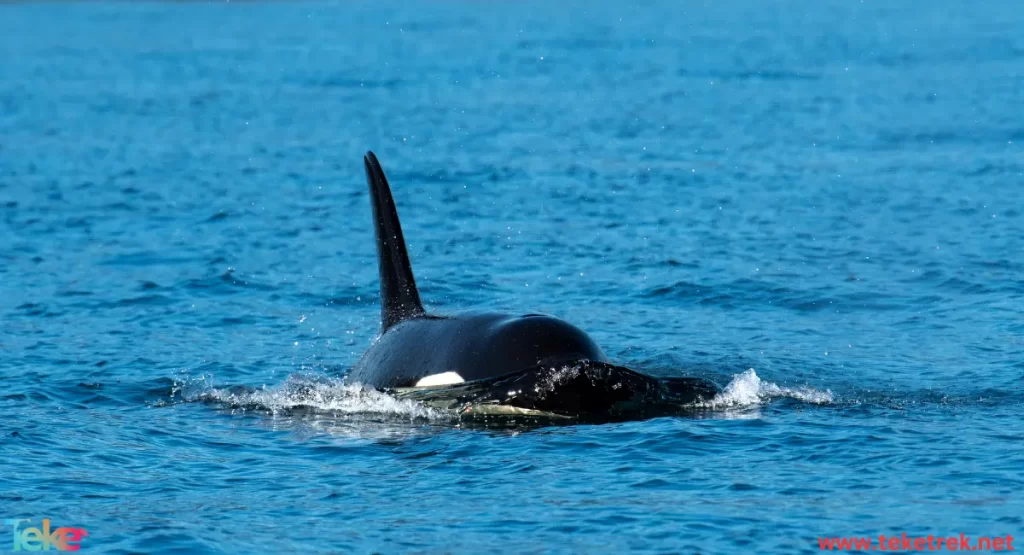 Orca Whale