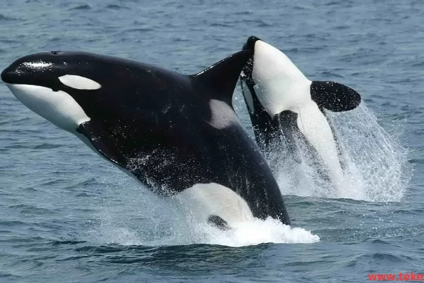 Orca Whale