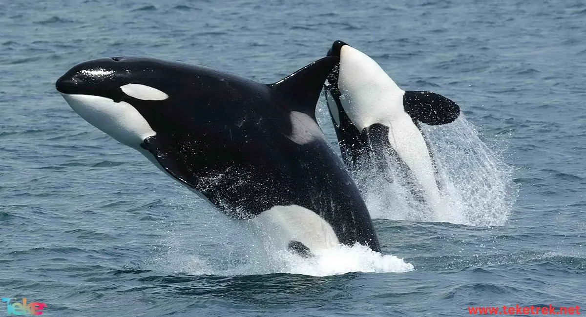 Orca Whale