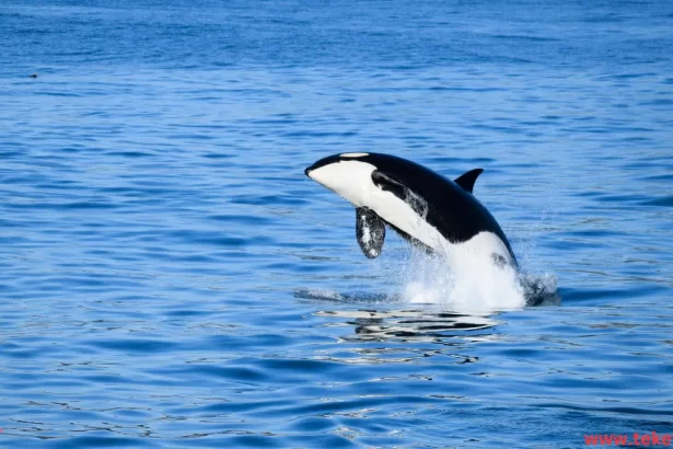 Orca Whale