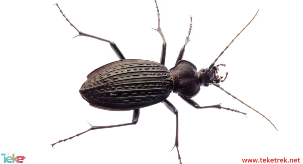 Rhopalapion longirostre