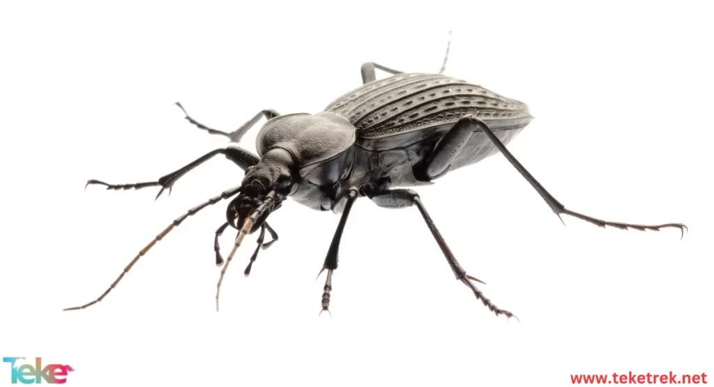 Rhopalapion longirostre