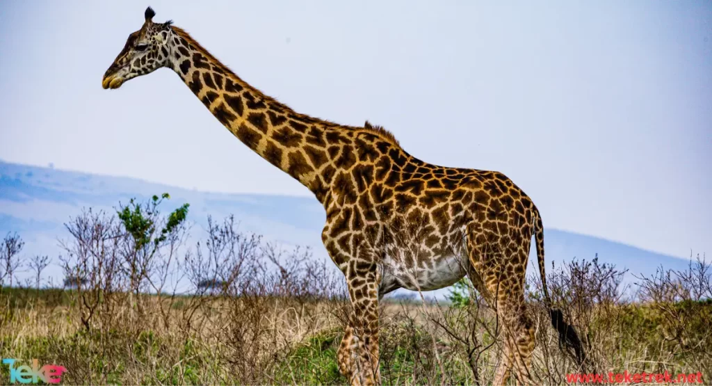 Masai giraffe