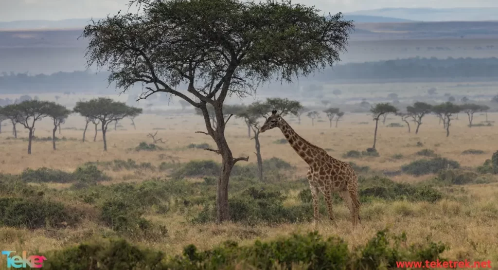 Masai giraffe