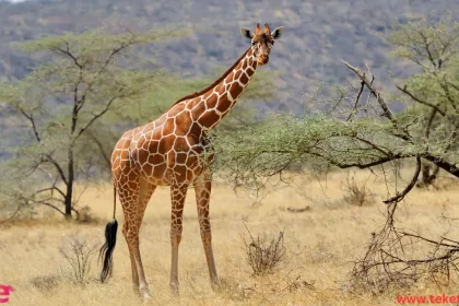 Masai giraffe