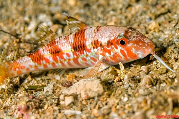 Striped red mullet