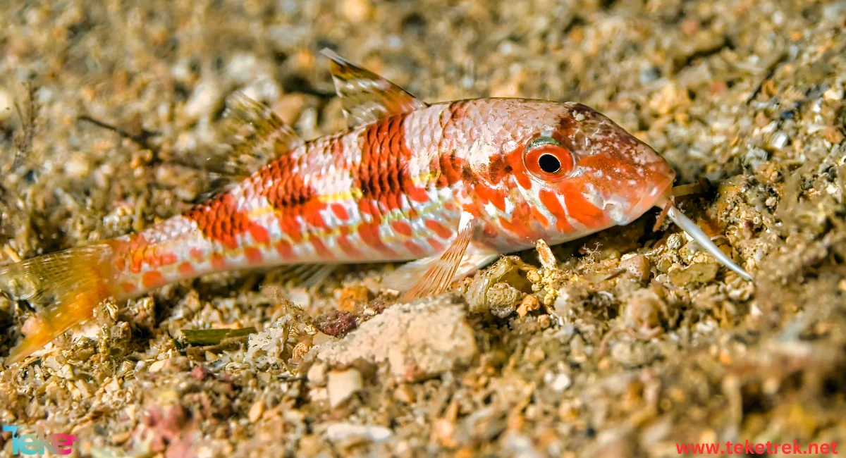 Striped red mullet