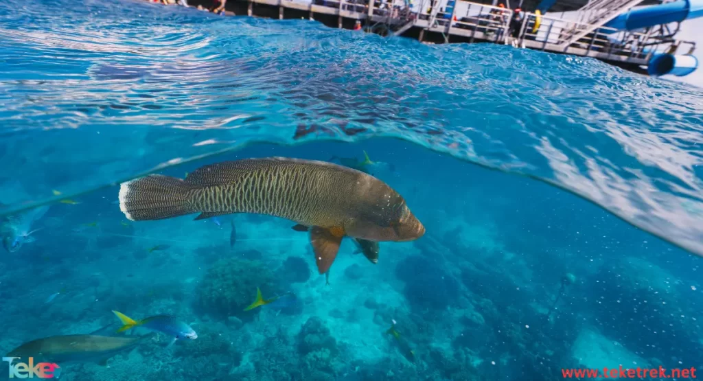 parrot fish