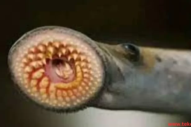 Lamprey fish