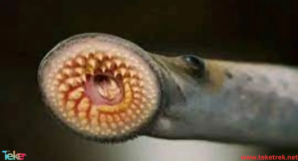 Lamprey fish