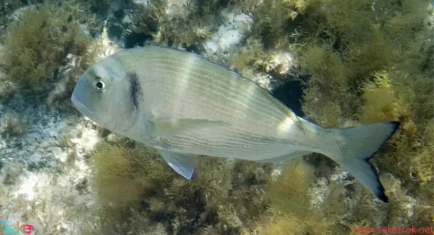 sea bream