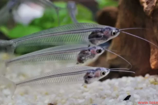 Glass Catfish