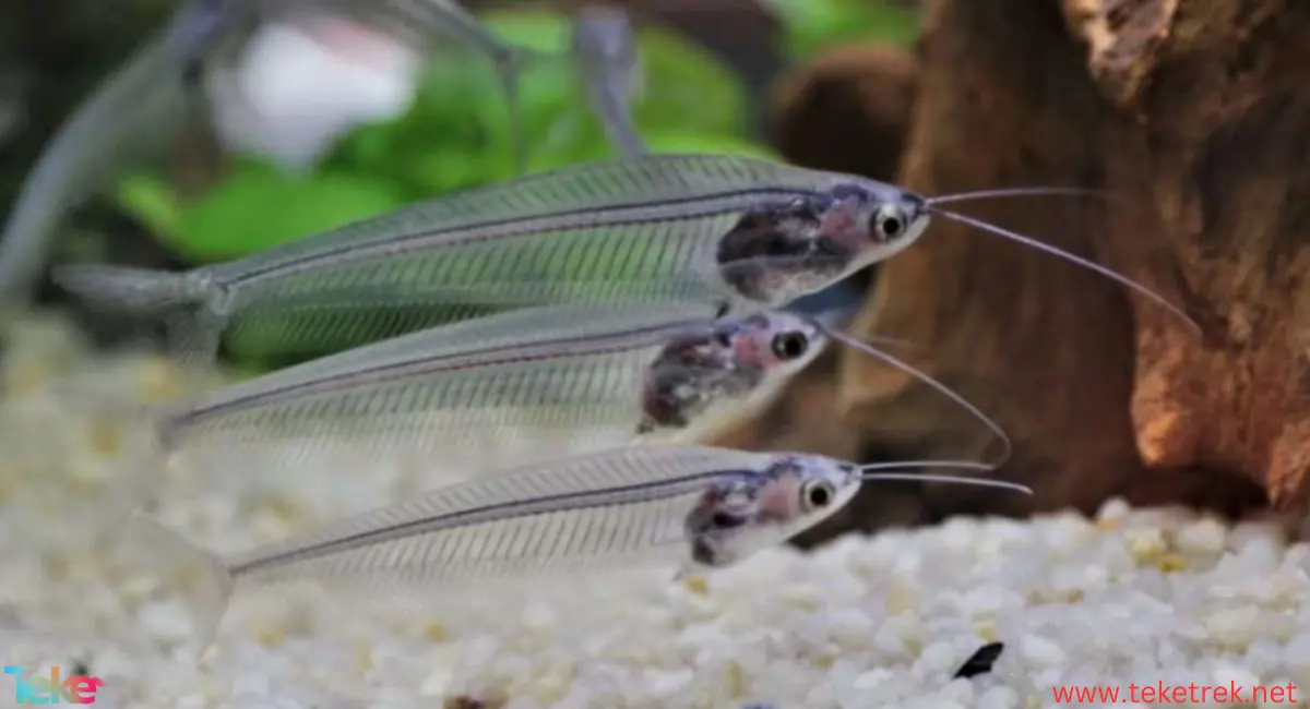 Glass Catfish