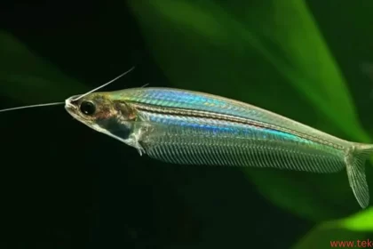 Glass Catfish