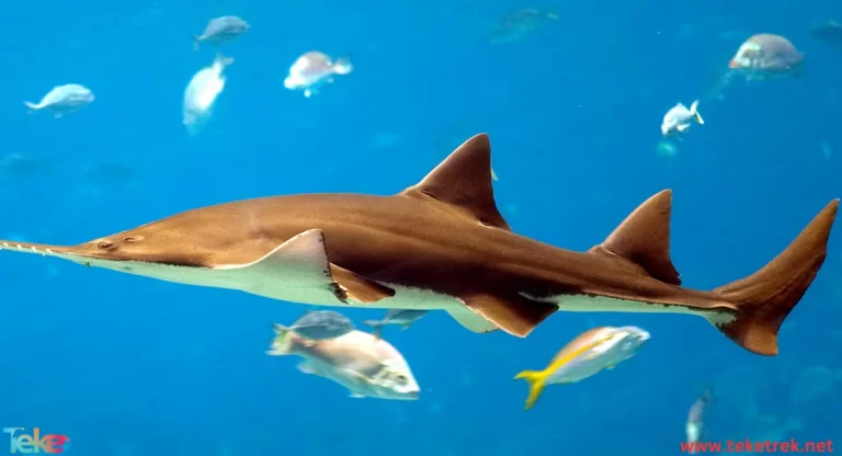 sawfish