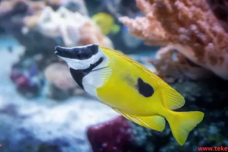 Rabbitfishes