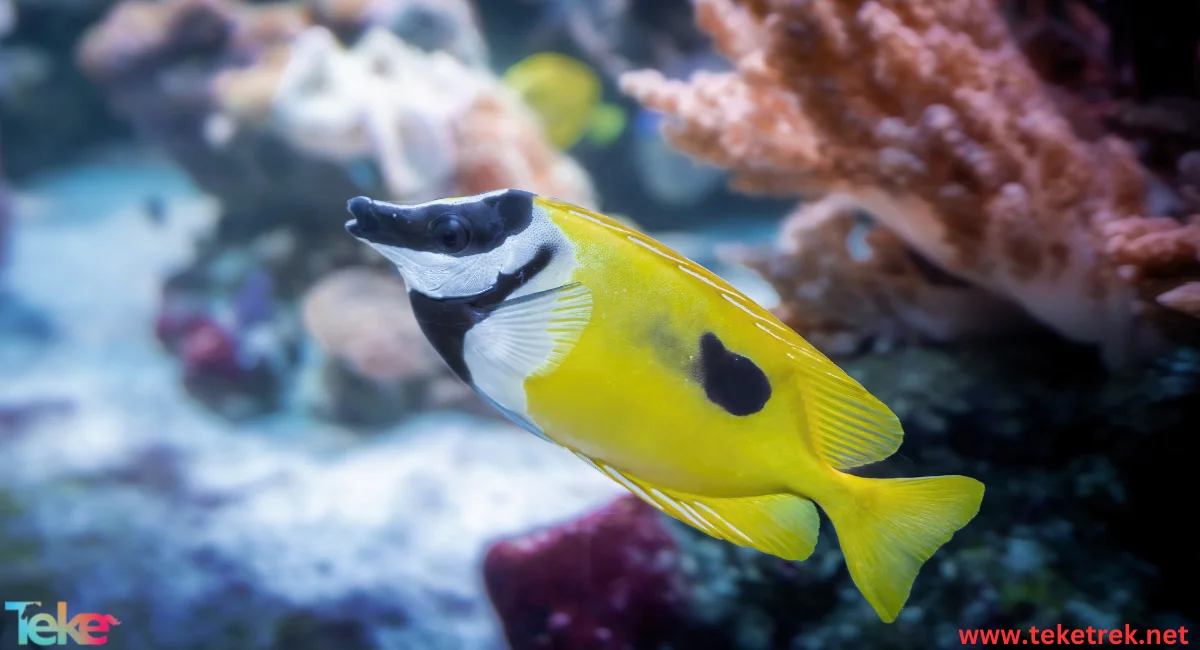 Rabbitfishes