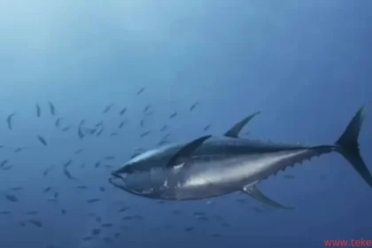 Tuna fish