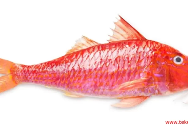 Striped red mullet