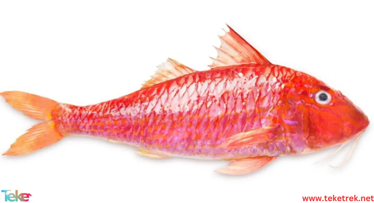 Striped red mullet