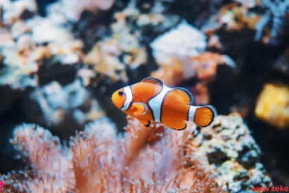 Clownfish
