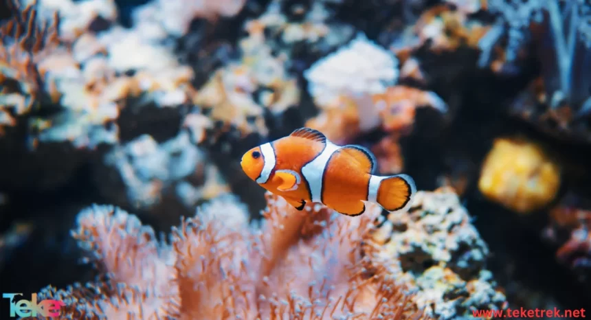 Clownfish
