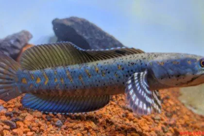 snakehead fish