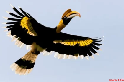 hornbill bird