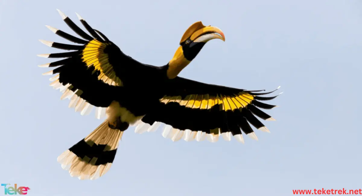 hornbill bird