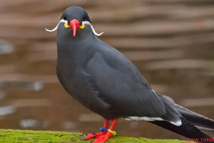 Inca Tern