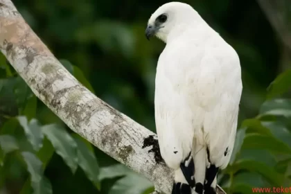 Goshawk