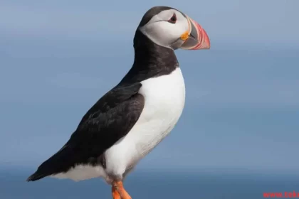 puffin bird