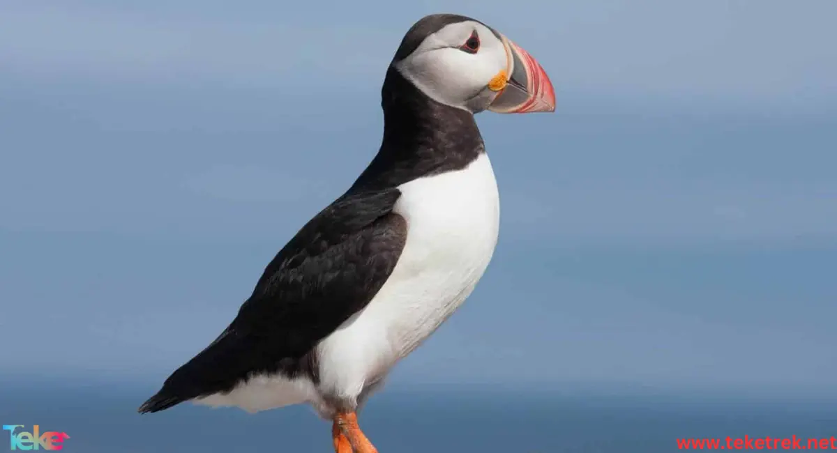 puffin bird