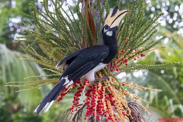 Tauraco bird