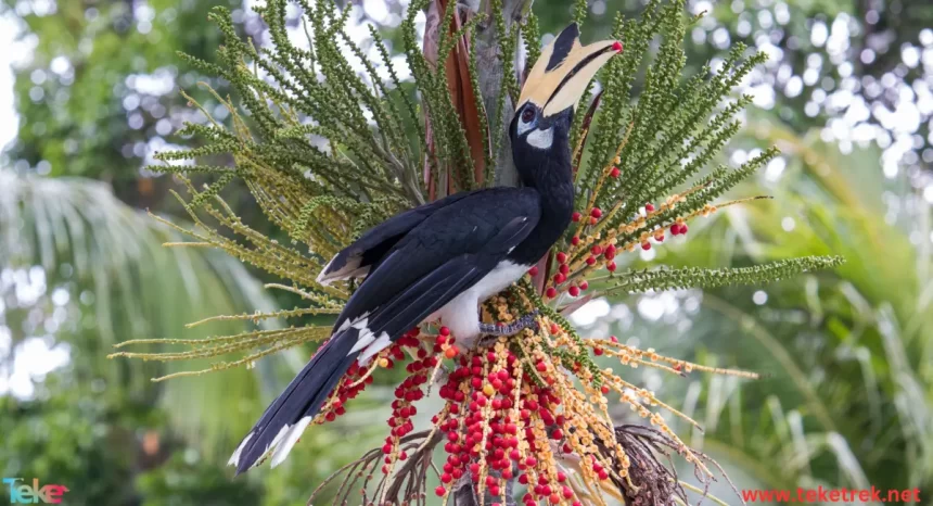 Tauraco bird