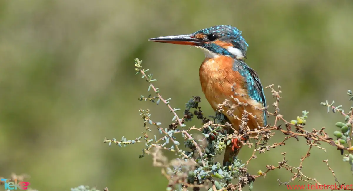 Kingfisher