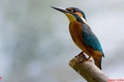 Kingfisher