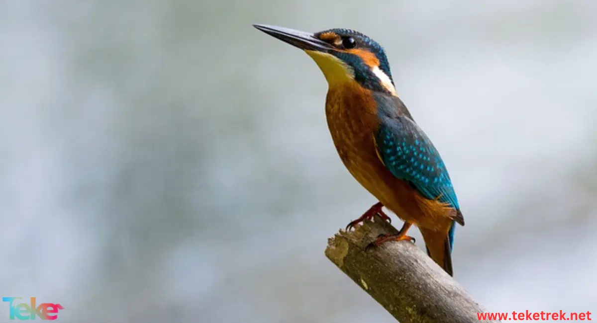 Kingfisher