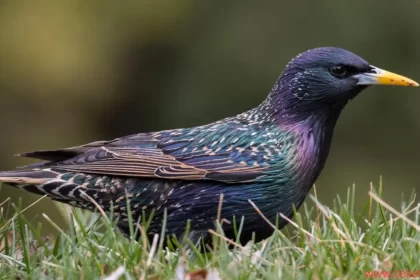 starling bird