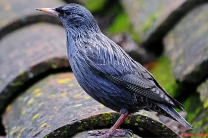 starling bird