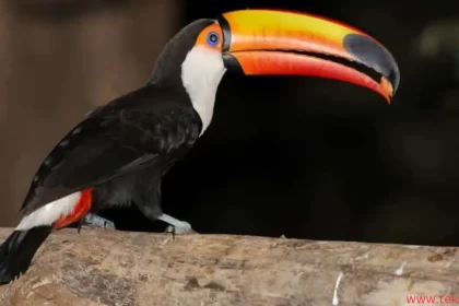 toucan