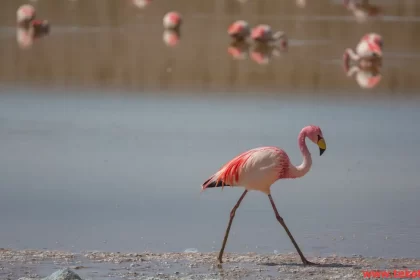 Chilean flamingo